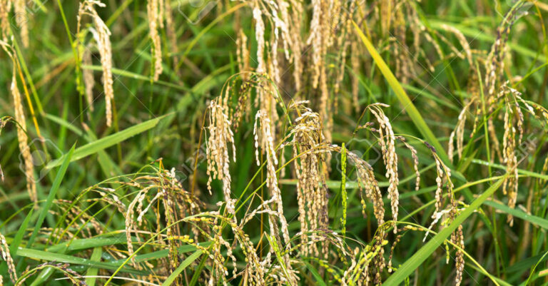 Pest Migration from Southeast Asia Threatens Crops in Southern China, Research Found