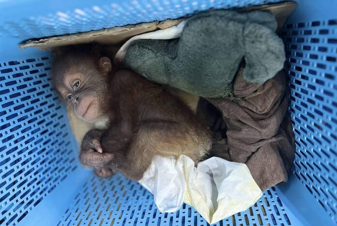 THAILAND-ANIMAL-SMUGGLING
