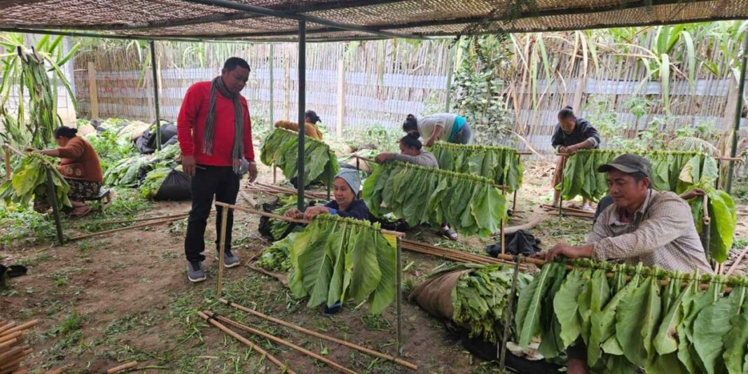 From Seed to Community: How Lao Tobacco Limited Partners with Lao Farmers