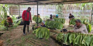 From Seed to Community: How Lao Tobacco Limited Partners with Lao Farmers
