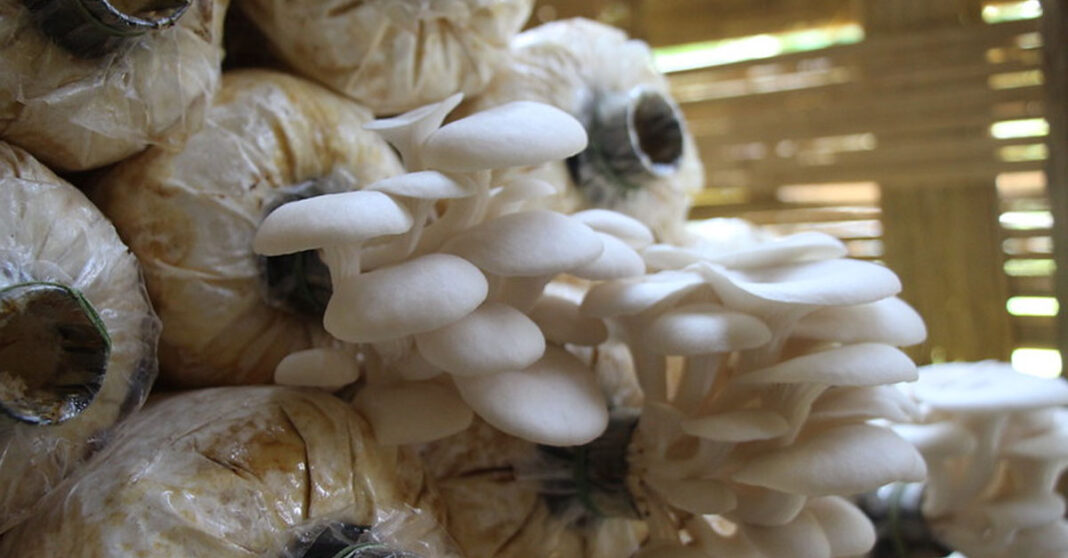 Six Dead from Poisonous Mushrooms: Xayaburi Health Authorities Issue Urgent Warning