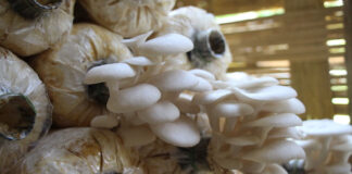 Six Dead from Poisonous Mushrooms: Xayaburi Health Authorities Issue Urgent Warning