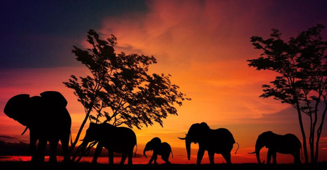 Viral Malaysia Elephant Death Sparks Calls for Crossings