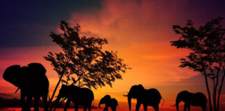 Viral Malaysia Elephant Death Sparks Calls for Crossings