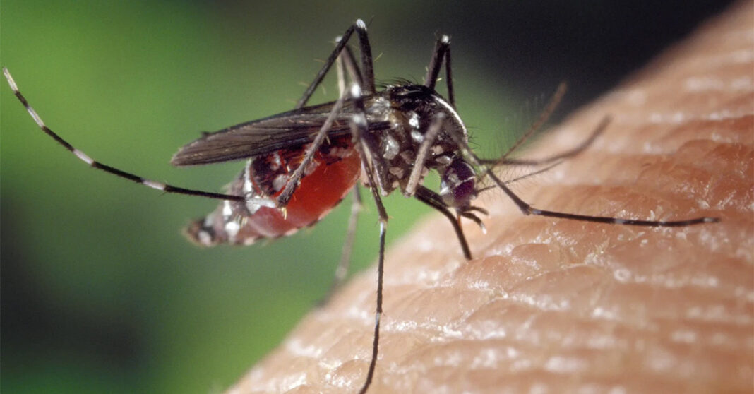 Laos Sees Huge Drop in Dengue Fever Cases in 2025