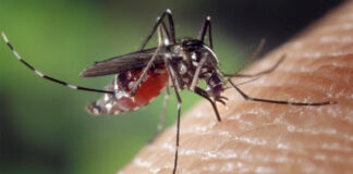 Laos Sees Huge Drop in Dengue Fever Cases in 2025