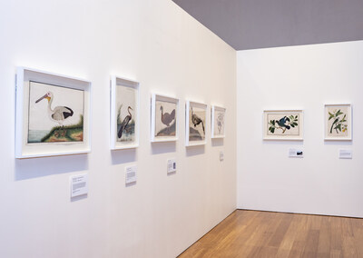 The exhibition features 36 stunning artworks from the William Farquhar Collection of Natural History Drawings, on loan from the National Museum of Singapore (Image courtesy of Mel Koutchavlis)