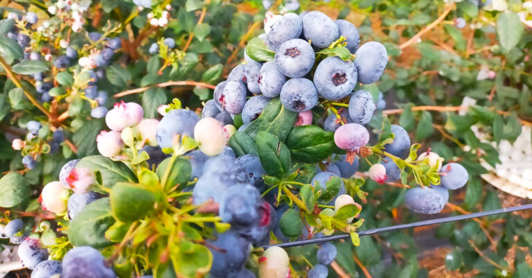 Vietnamese Company to Grow Coffee, Durian, Blueberries in Pakxong