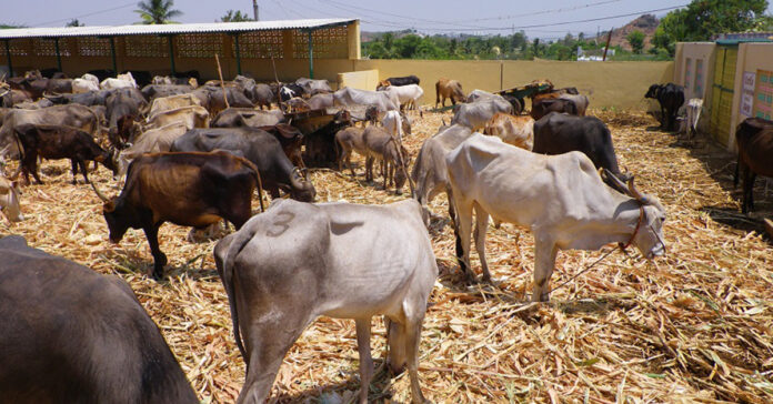 Laos eases animal import restrictions from Thailand after anthrax outbreak