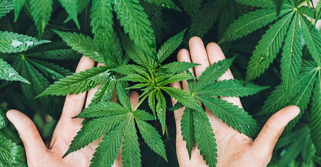 Thailand Classifies Cannabis Flowers as Controlled Substance for Medical Use Only