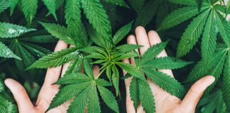 Thailand Classifies Cannabis Flowers as Controlled Substance for Medical Use Only