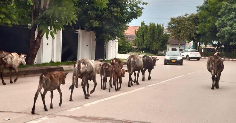 Champasack Province Enforces Fines for Free-Roaming Livestock Starting 1 August