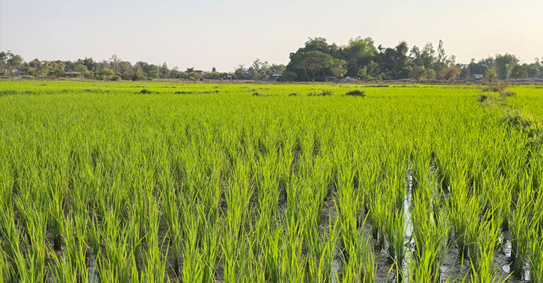 Laos Launches Climate-Smart Farming Project in Six Provinces