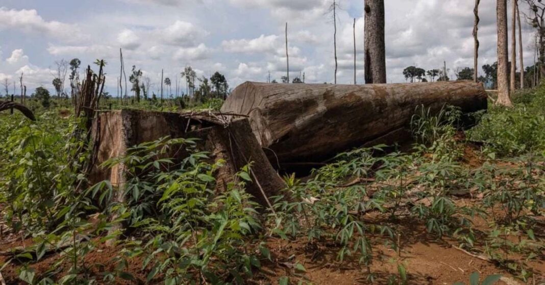 Laos to Criminally Prosecute Offenders of Natural Resource Crimes