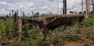 Laos to Criminally Prosecute Offenders of Natural Resource Crimes