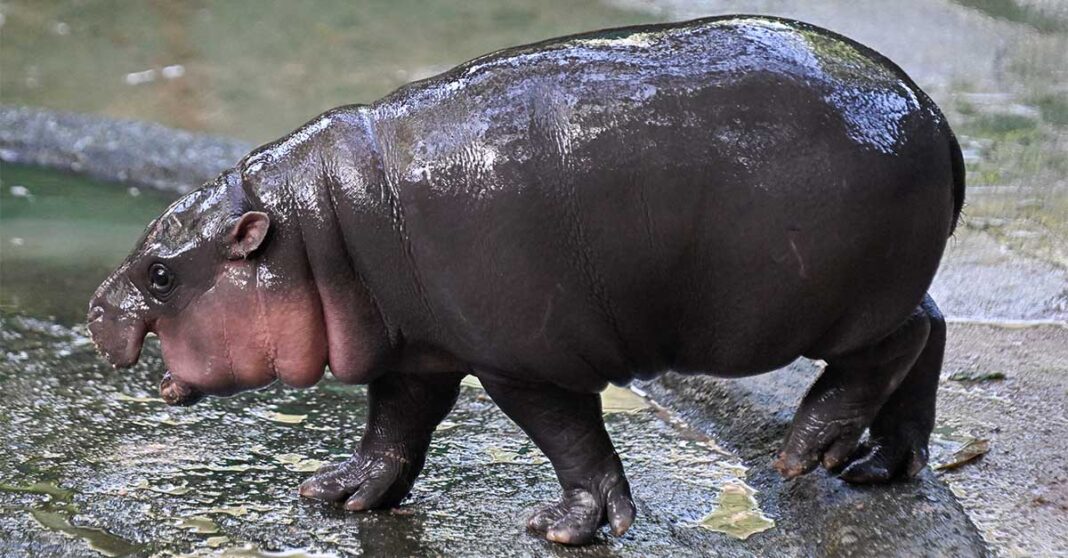‘Hippo Birthday’: Thailand’s Moo Deng Marks One Year Old