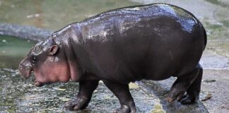 ‘Hippo Birthday’: Thailand’s Moo Deng Marks One Year Old