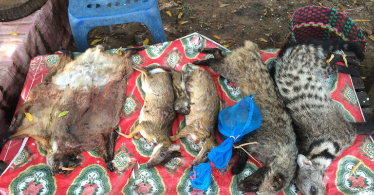 Champasack Bans Wildlife Collection and Trade