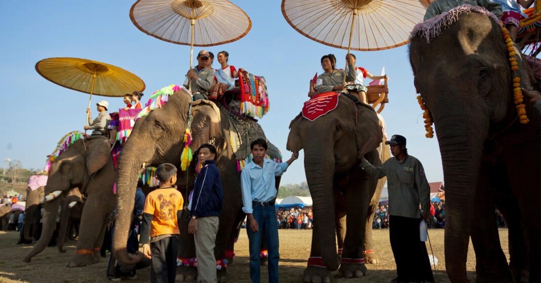 Xayabouly Province Home for 220 Registered Domestic Elephants