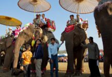 Xayabouly Province Home for 220 Registered Domestic Elephants