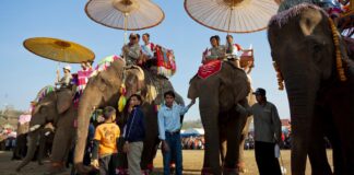Xayabouly Province Home for 220 Registered Domestic Elephants