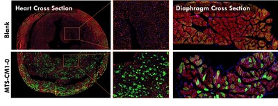 Muscle: AiLNP identified first-in-class IV-administered skeletal and cardiac muscle targeting LNPs