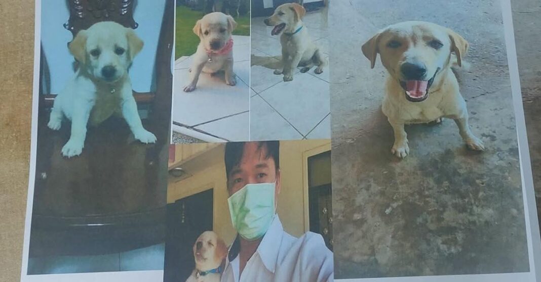 Dog Poisoning Crisis in Laos: One Man’s Fight for Justice