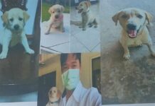 Dog Poisoning Crisis in Laos: One Man’s Fight for Justice