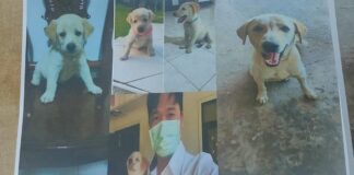 Dog Poisoning Crisis in Laos: One Man’s Fight for Justice