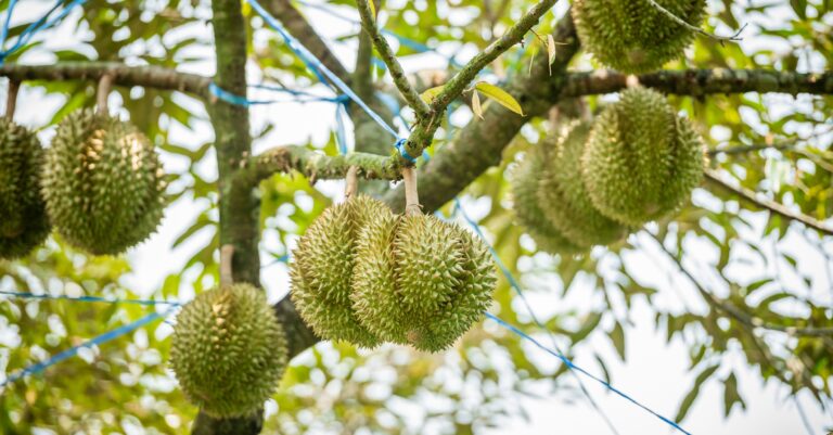 Laos Expects to Export 400 Tons of Durian in 2026
