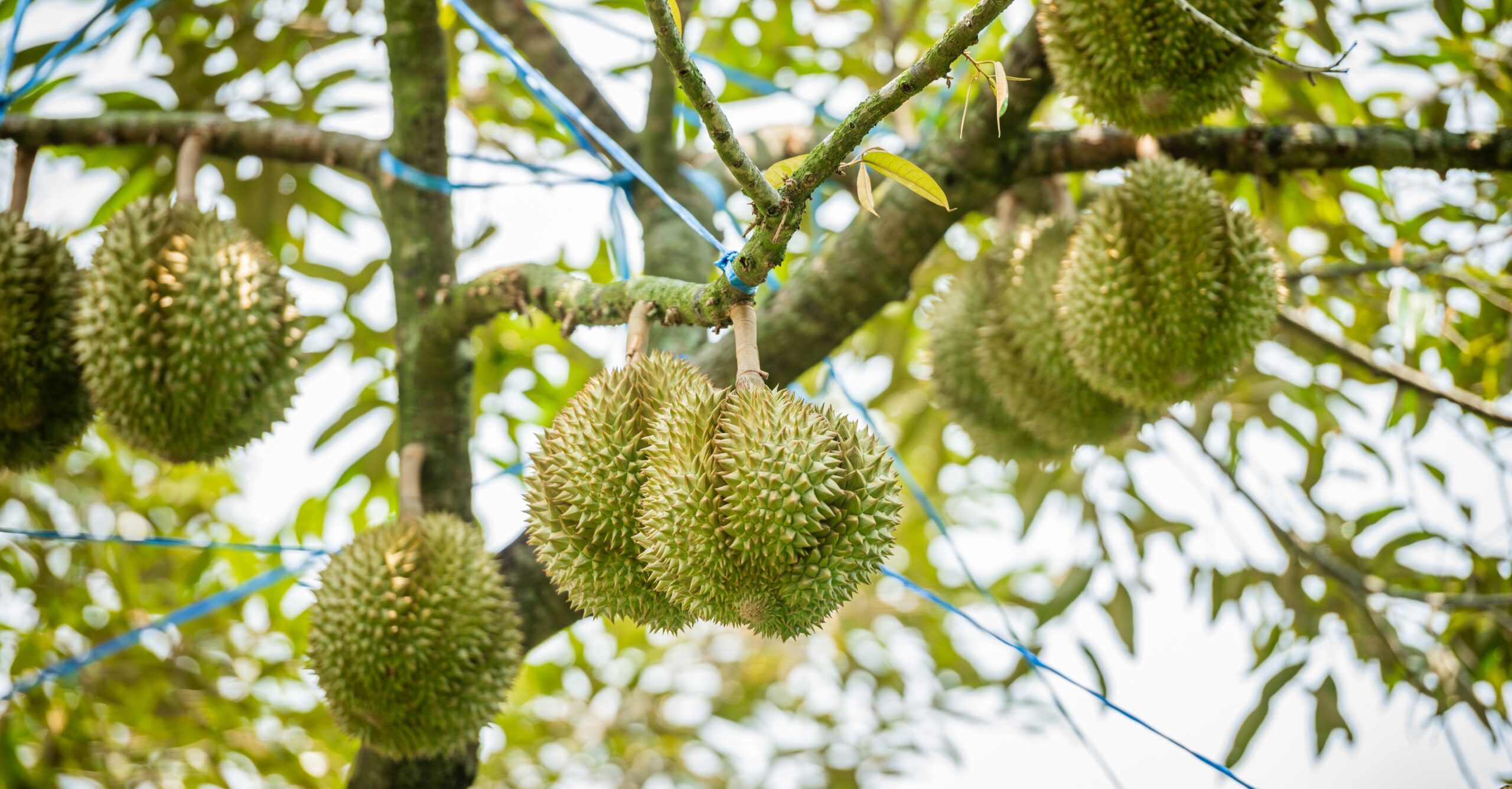 Laos Expects to Export 400 Tons of Durian in 2026