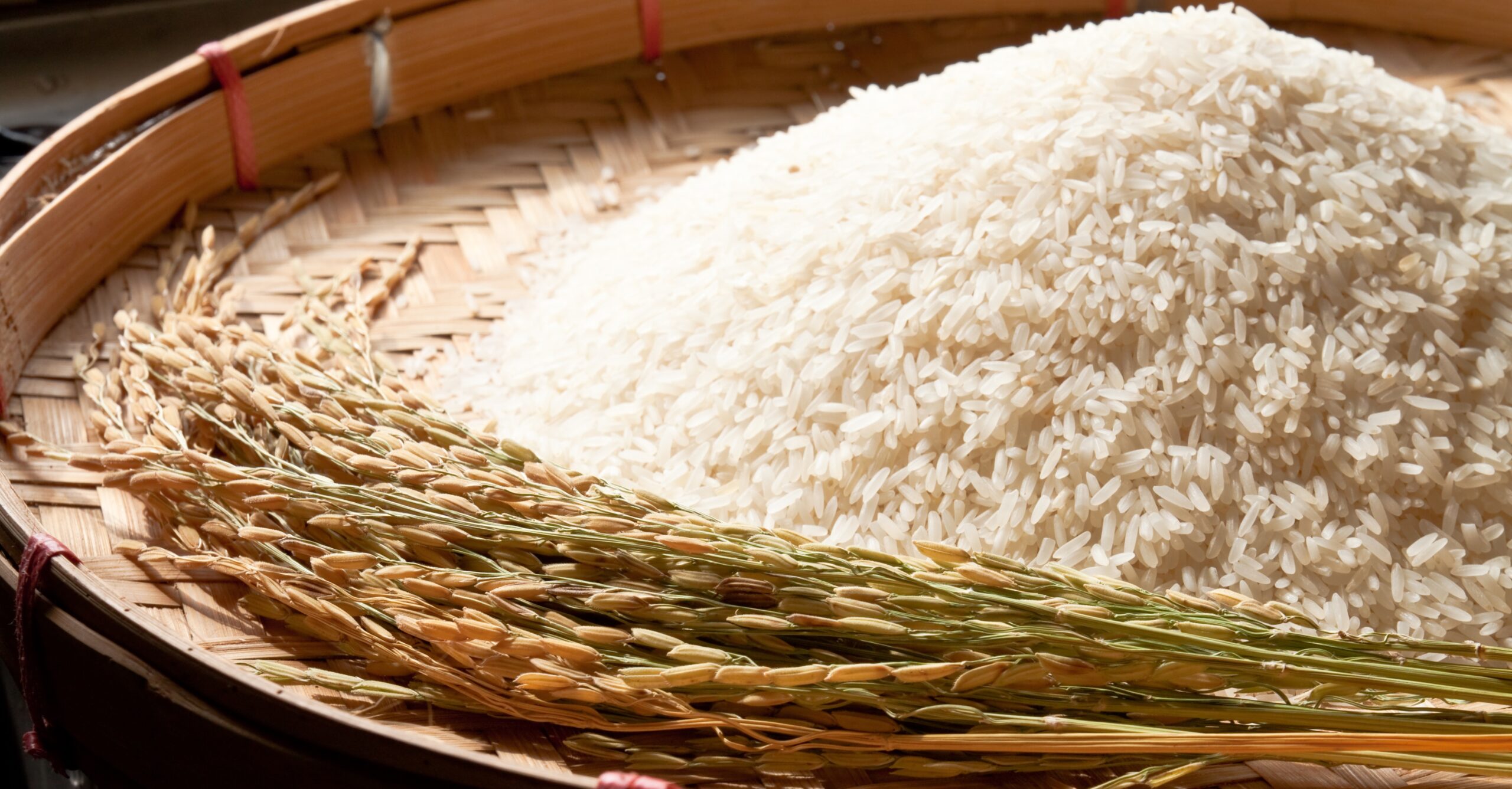 Laos Moves Toward Large-Scale Rice Fortification to Fight Malnutrition
