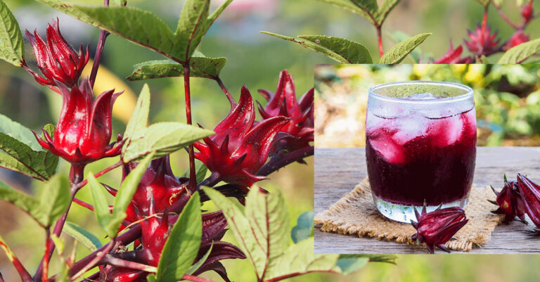 Laos Set to Export 120 Tons of Roselle to South Korea