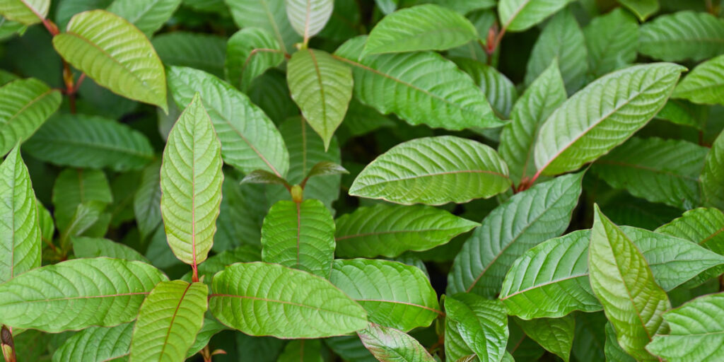 Spike in Kratom-Related Cases Sparks Public Outcry in Laos
