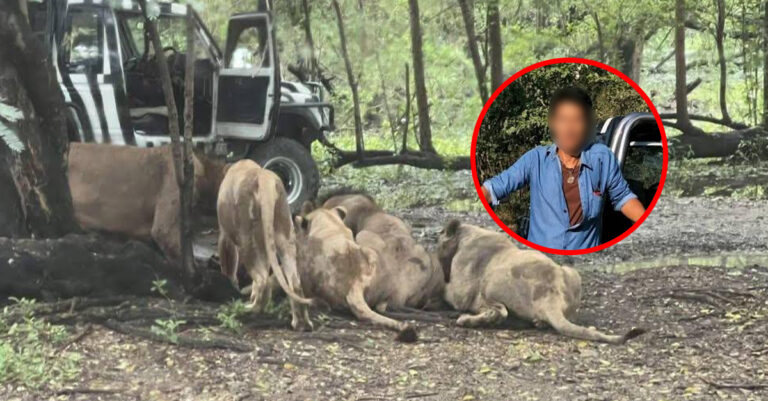 Experienced Handler Dies After Lions Attack in Front of Zoo Visitors