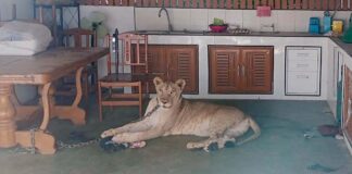 Boy Hospitalized in Thailand After Attack by Escaped Lion