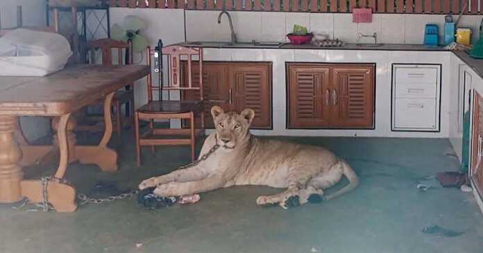 Boy Hospitalized in Thailand After Attack by Escaped Lion