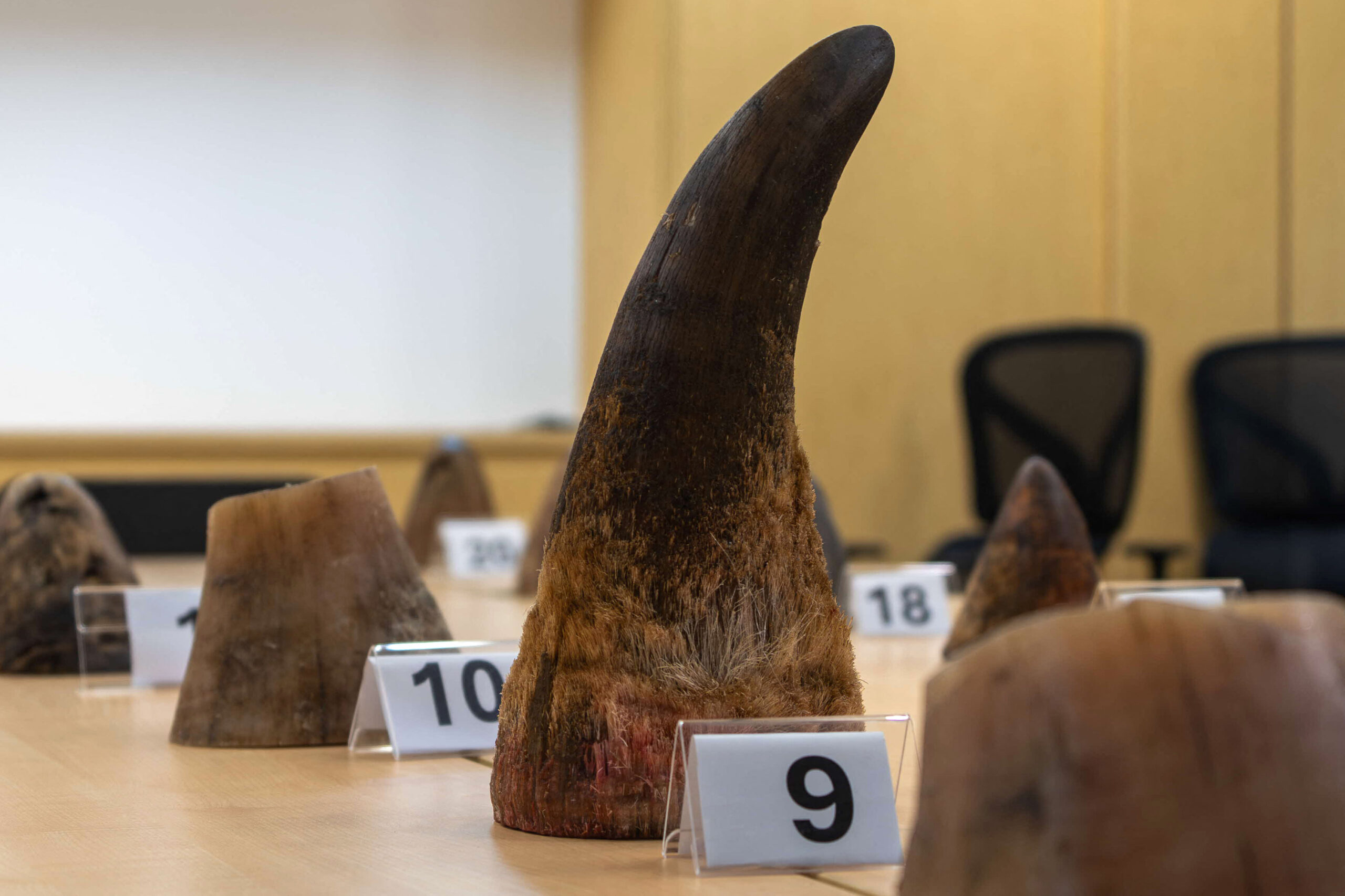 Singapore Seizes Record Rhino Horn Haul Bound for Laos
