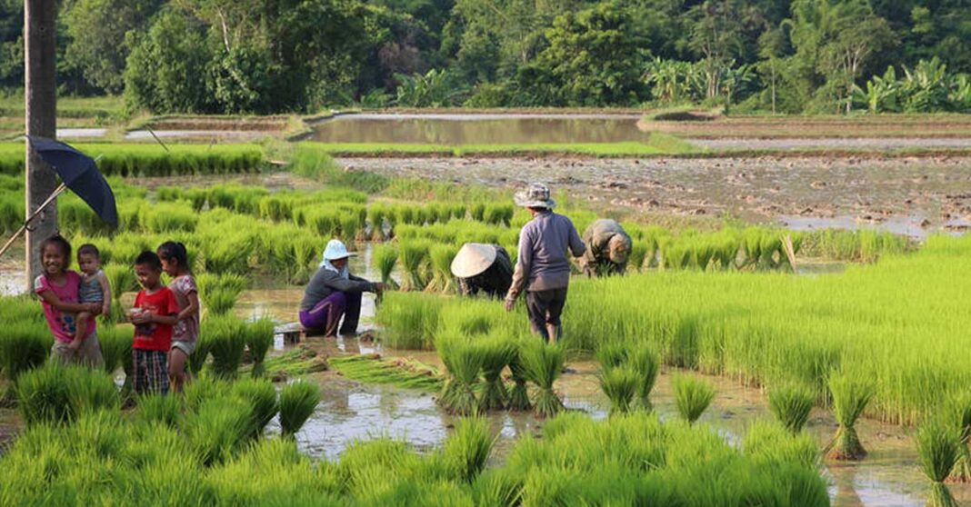 Laos Nears Food Self-Sufficiency as Agricultural Output Climbs