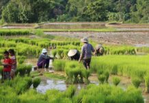 Laos Nears Food Self-Sufficiency as Agricultural Output Climbs Laos Nears Food Self-Sufficiency as Agricultural Output Climbs