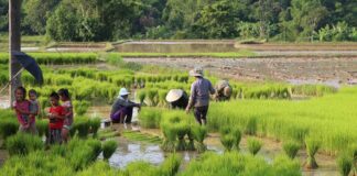 Laos Nears Food Self-Sufficiency as Agricultural Output Climbs
