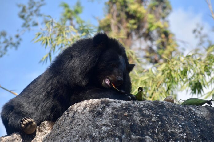 Conservation Trust for Wildlife