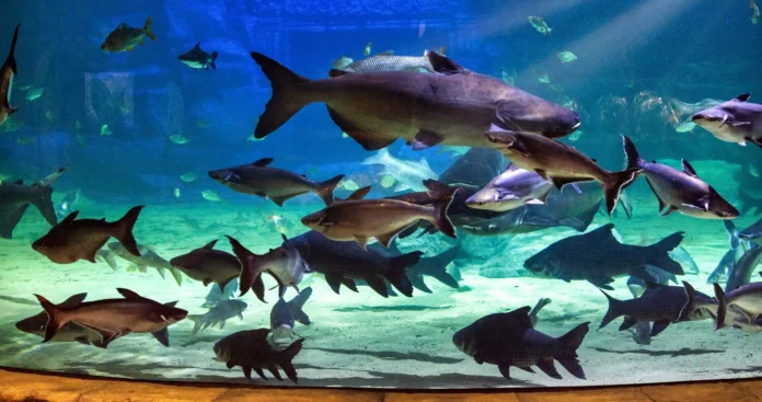 Angkor Wildlife and Aquarium