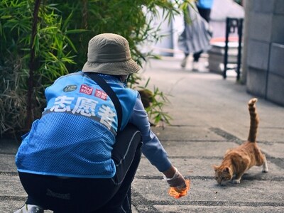 Stray Cat Assistance Project