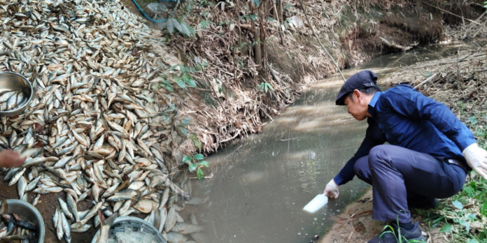 authority checking water and collecting death fish
