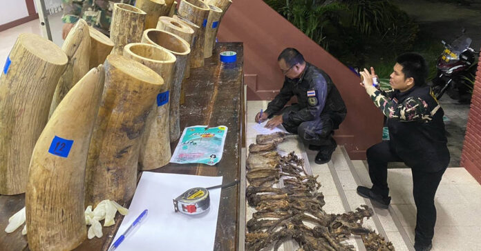 Thai authorities seized over 150 kilograms of ivory and animal remains in Nong Khai during a wildlife smuggling operation bound for Laos