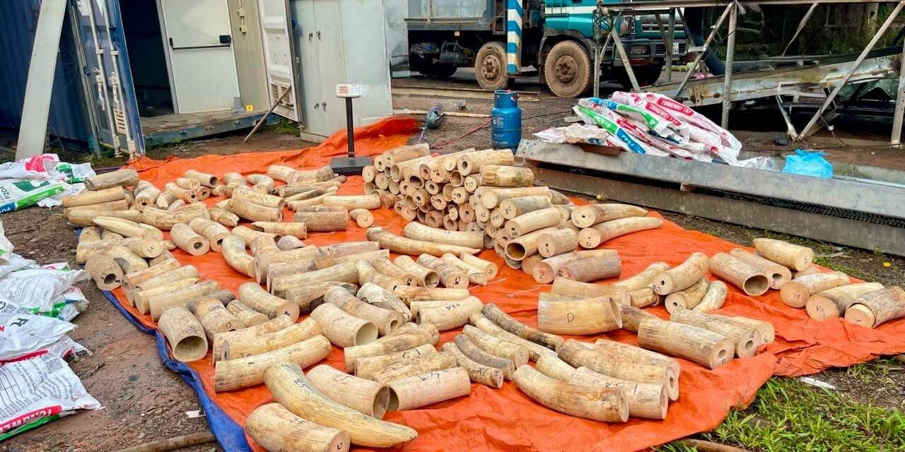 Laos Seizes Nearly 1.8 Tonnes of Suspected Ivory, Black Panther Remains in Bolikhamxay Raid