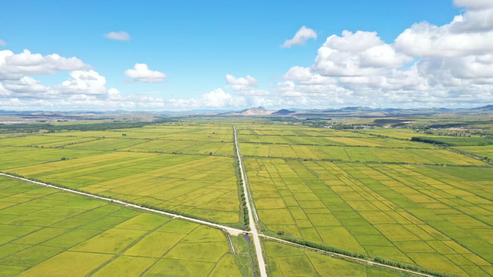 10,000-Mu Sightseeing Rice Fields in Shuangjin Gacha, Duerji Town, Hinggan League