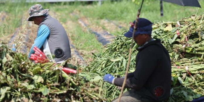 Seasonal workers