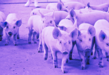 Xayabouly African Swine Fever Outbreak Kills 5,400 Pigs, Poses No Risk to Humans